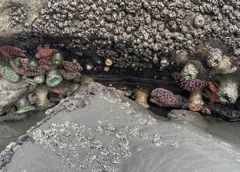 Hunters Cove in Gold Beach, Oregon