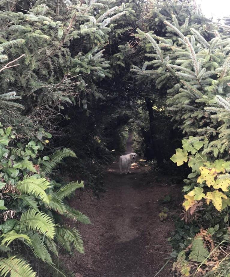 my favorite hike on the southern oregon coast, cape sebastian state park