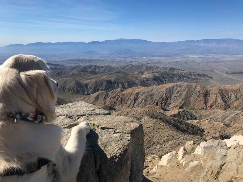 bringing your dog to joshua tree national park