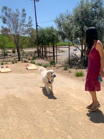 dog friendly wineries paso robles