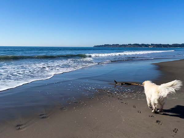 Dog Friendly Stinson Beach Guide & Top Things to Do - TTWT