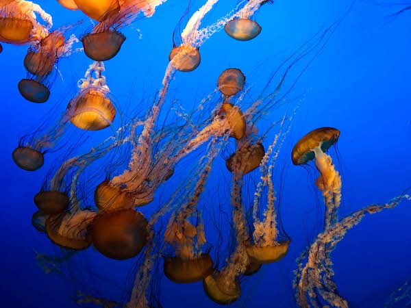 visit one of best aquariums in the county in Monterey Bay