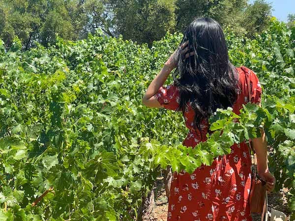 summer in Napa, the vineyards at Mondavi Winery