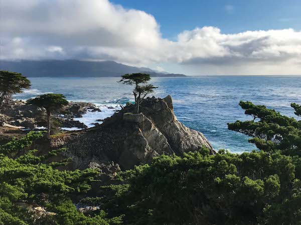 the monterey lone cypress located on the 17 mile drive in Monterey