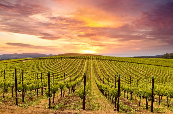 a beautiful pink, purple and yellow sunset behind a Napa Valley vineyard