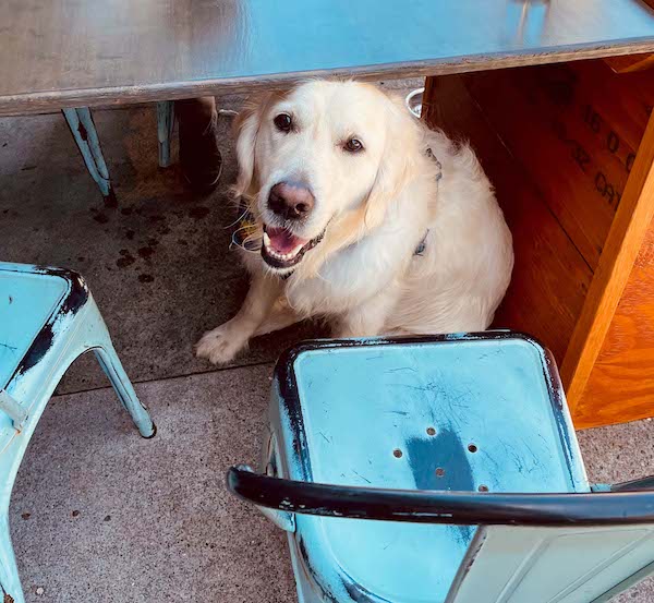dog friendly restaurant Half Moon bay