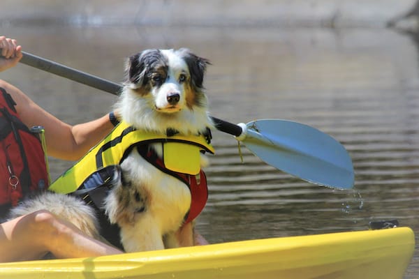 kayaking with your dog in santa cruz