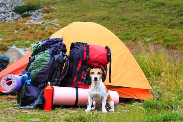 must have items for camping with a dog