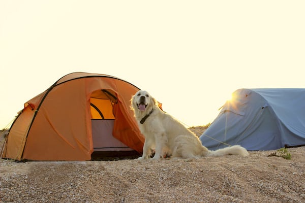 Best Tents For Dogs