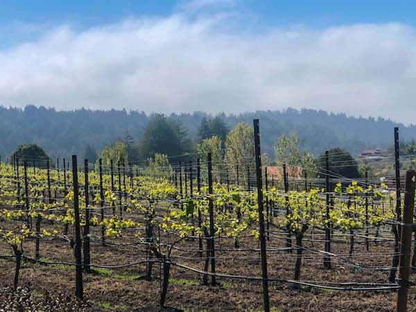 beautiful vineyards at the dog friendly winery Soquel Vineyards