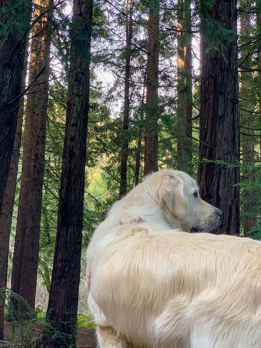 dog friendly hike in redwoods