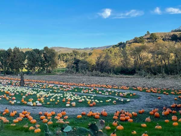 visit Half Moon Bay, California for its pumpkin festival in October 