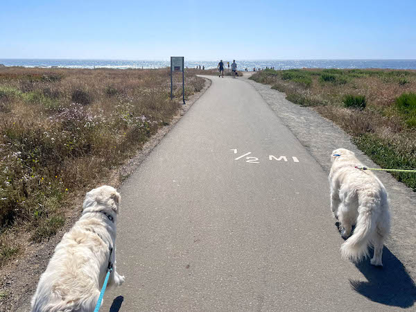 Bring your pup with you, Glass Beach is dog friendly