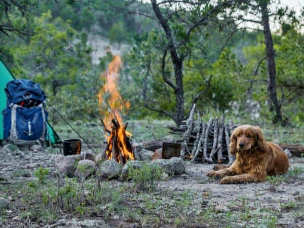 what to look for in a dog friendly tent