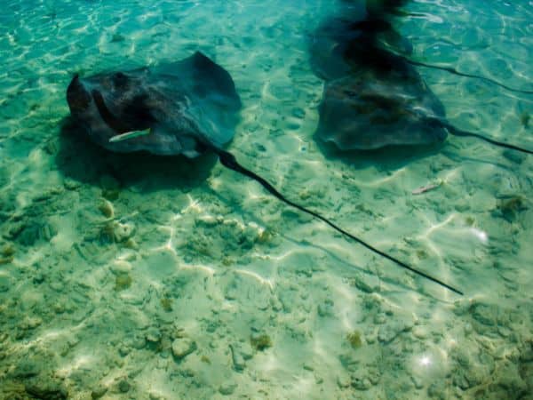 snorkeling with stingrays  in bora bora
