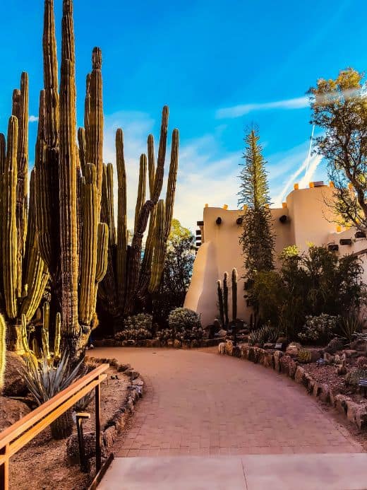 the desert botanical gardens in Phoenix, AZ