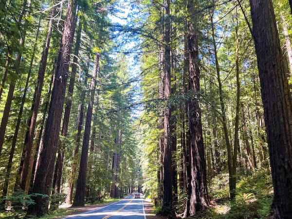 towering redwood forests on the drive to fort bragg