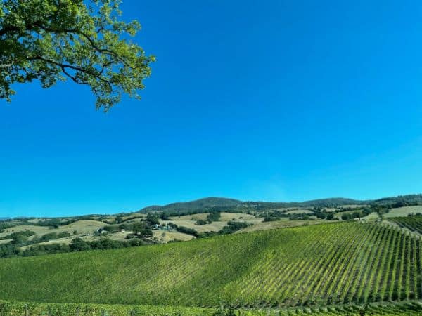 beautiful vineyards while driving in Tuscany