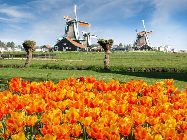 Windmills in Zaanse Schans outside of Amsterdam