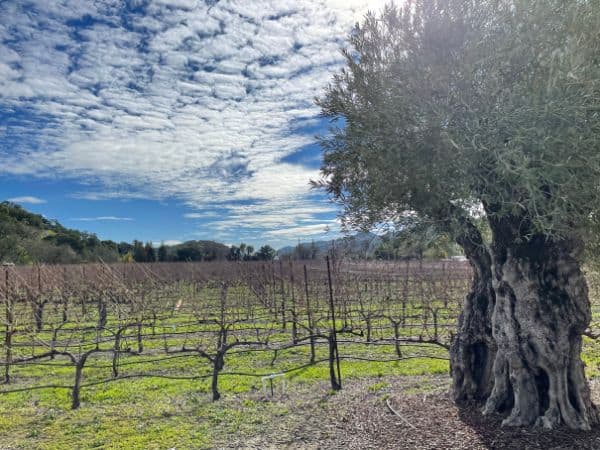Napa Valley in January: 8 Best Things to Do in Napa in the Winter
